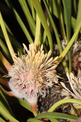 Isopogon polycephalus