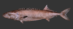 Oilfish photo 3