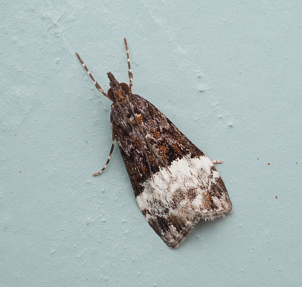 Scoparia minusculalis