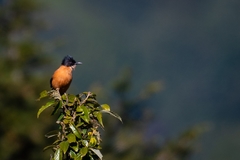 Heterophasia capistrata