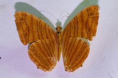 Chersonesia intermedia