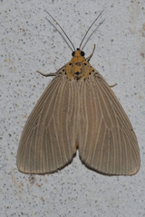 Neochera inops