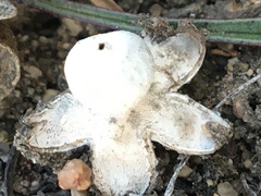 Geastrum minimum