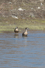 Speculanas specularis