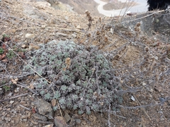 Artemisia lagopus