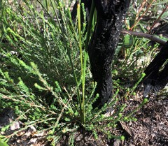Melaleuca brevifolia