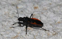 Archilestidium cinnabarinum