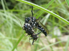 Neocicindela tuberculata