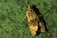 Syricoris