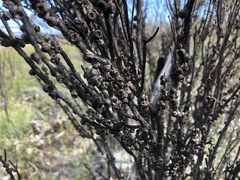 Melaleuca brevifolia