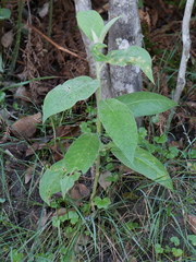 Astrotricha floccosa