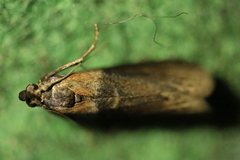Sciota fumella