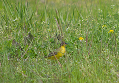 Motacilla flava feldegg