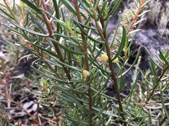 Gyrostemon australasicus