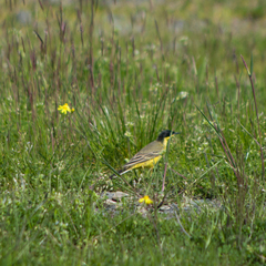 Motacilla flava feldegg