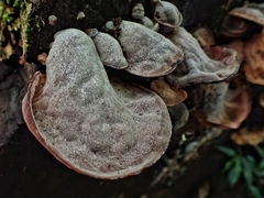 Auricularia nigricans