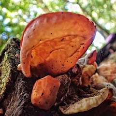 Auricularia nigricans