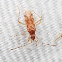 Ozophora salsaverdeae