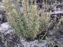 Gyrostemon australasicus