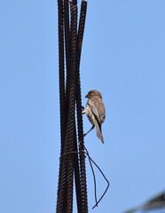 Haemorhous mexicanus