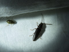 Dicrepidius corvinus