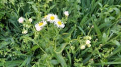 Erigeron philadelphicus