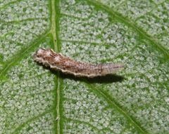 Eupeodes americanus