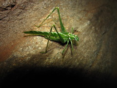 Insara elegans