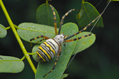 Argiope bruennichi