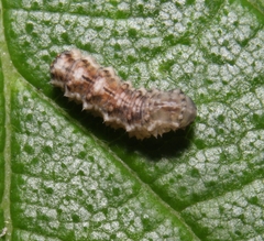 Eupeodes americanus