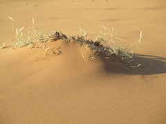 Centropodia glauca