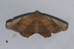 Episparis tortuosalis