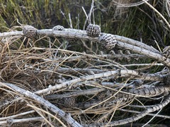 Allocasuarina mackliniana