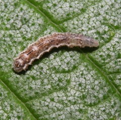 Eupeodes americanus