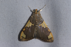 Rehimena phrynealis