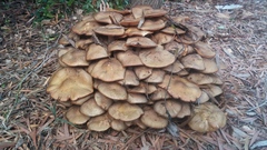 Armillaria luteobubalina