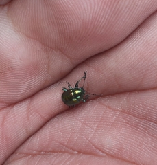 Chrysomelidae