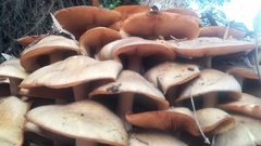 Armillaria luteobubalina