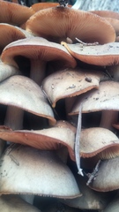 Armillaria luteobubalina