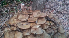 Armillaria luteobubalina