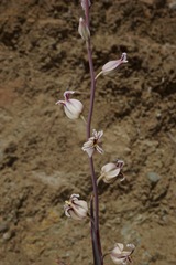 Streptanthus glandulosus albidus