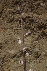 Streptanthus glandulosus albidus