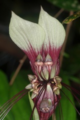 Tacca integrifolia