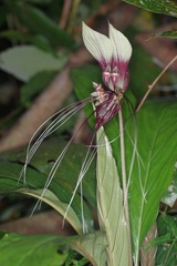 Tacca integrifolia