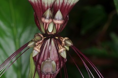 Tacca integrifolia