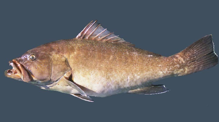 Olive Grouper