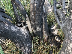 Allocasuarina mackliniana