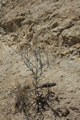 Streptanthus glandulosus albidus