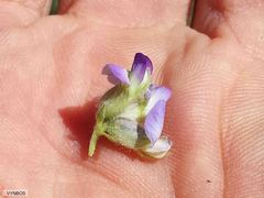 Lotononis lotononoides