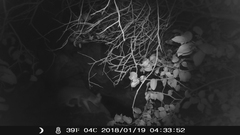 Urocyon cinereoargenteus californicus